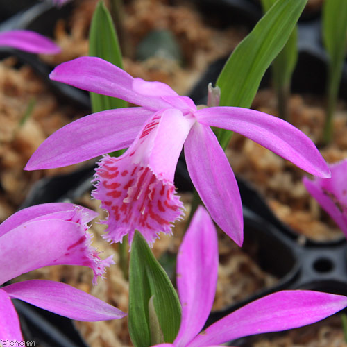 楽天市場】（山野草）白花トキソウ（白花朱鷺草、鴇草） 3号