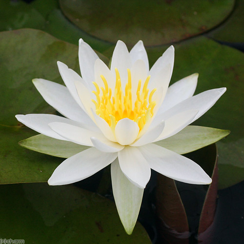 ビオトープ 睡蓮 温帯キャラクタ睡蓮 スイレン 純白 ポット Foxunivers Com