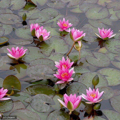 ビオトープ 睡蓮 姫睡蓮 ヒメスイレン 赤 ポット Giosenglish Com ビオトープ 睡蓮 姫睡蓮 ヒメスイレン 赤 ポット Giosenglish Com