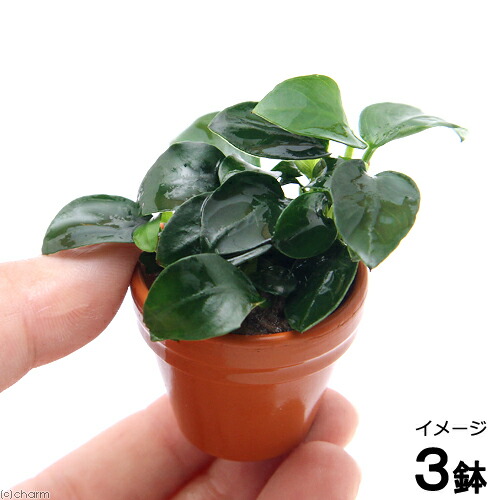 楽天市場】ニッソー スティングレー450H LED熱帯魚セット