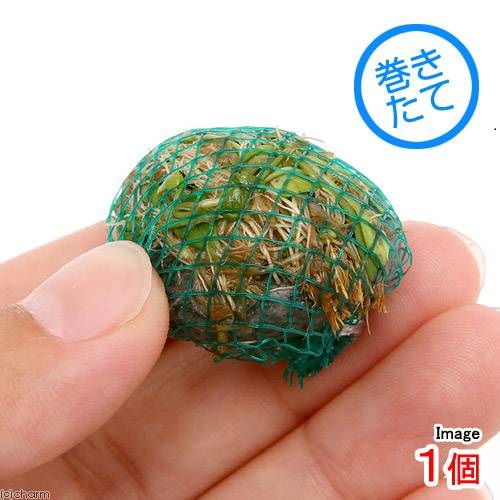 楽天市場】（水草）巻きたて クリスマスモス タイル（無農薬