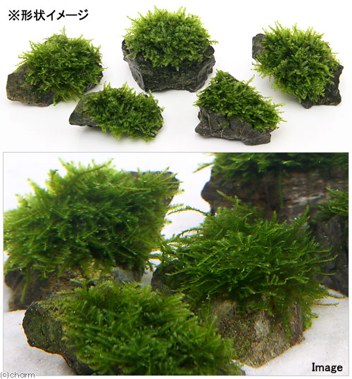 市場 水草 風山石小粒 育成済 南米ウィローモス