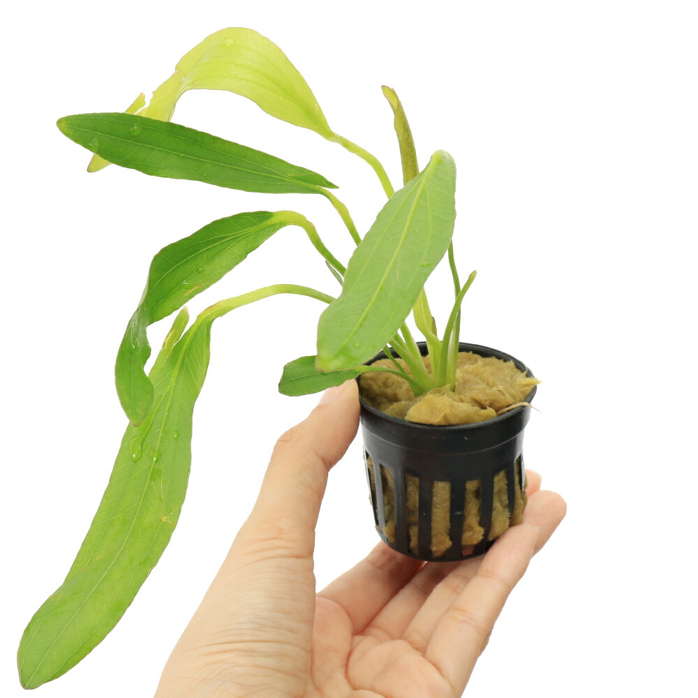 (水草)エキノドルスレッドデビル(東南便)(無農薬)(1株)