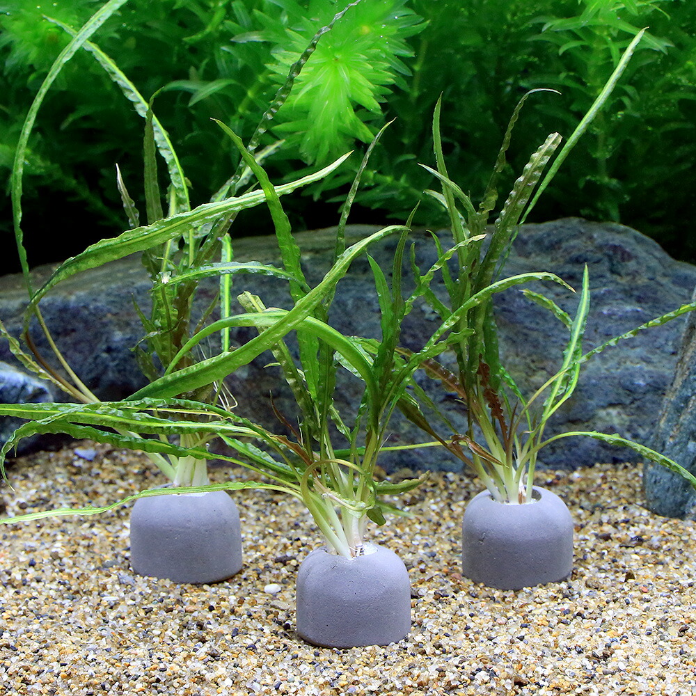 楽天市場 水草 マルチリングブラック 黒 クリプトコリネ バランサエ 水中葉 無農薬 １個 Charm 楽天市場店