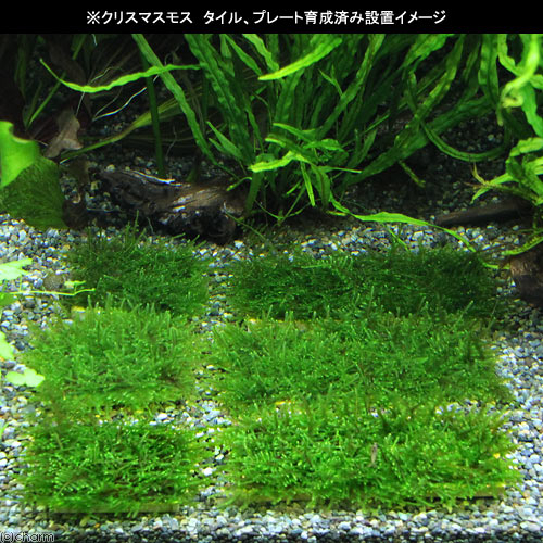 楽天市場 水草 巻きたて クリスマスモス プレート 無農薬 １個 Charm 楽天市場店