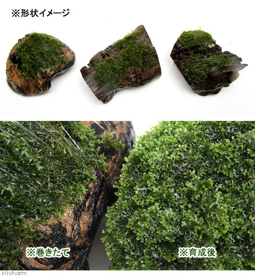 楽天市場 水草 巻きたて プレミアムグリーンモス付 流木 ｓサイズ 約１２ｃｍ 無農薬 １個 Charm 楽天市場店