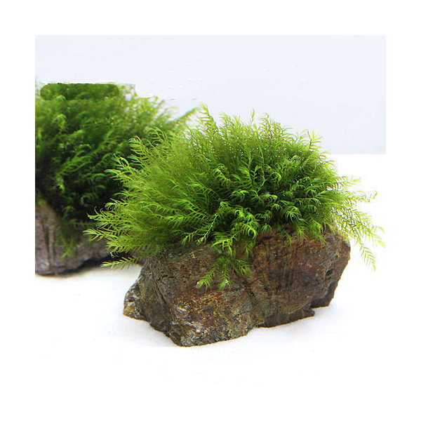 低価格化 ８ｃｍ以下 育成済 ジャイアント南米ウィローモス付 無農薬 水中葉 水草