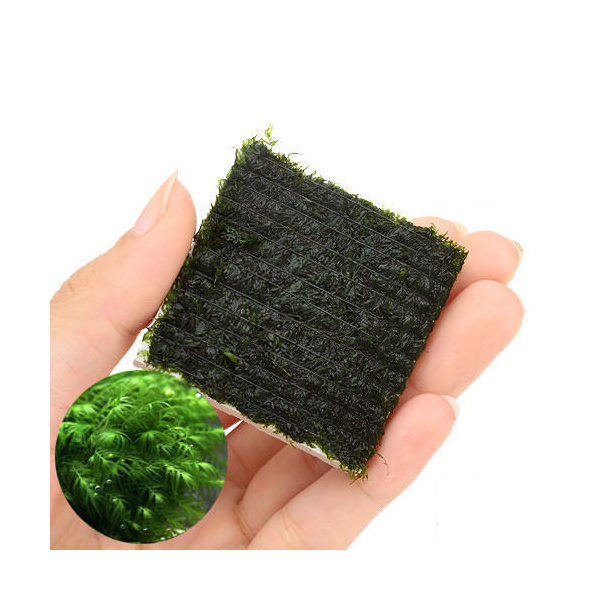 （水草）巻きたて　ウォーターフェザー　タイル（水中葉）（無農薬）（３個）
