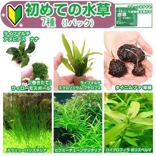 楽天市場 水草 初めての水草 ７種 １パック 水草その前に １ｇ ２ｌ用 説明書付 本州四国限定 Charm 楽天市場店