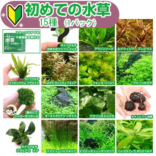 水草 初めての水草 種 パック 水草その前に 用 説明書付 本州四国限定 Paigebird Com