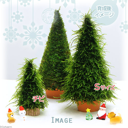 楽天市場 水草 巻きたて モスツリー クリスマスモス チビサイズ 無農薬 １個 Charm 楽天市場店