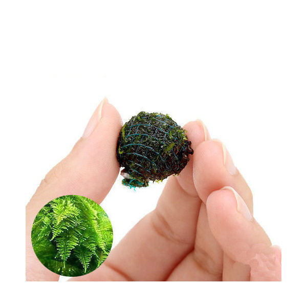 楽天市場 水草 巻きたて 南米ウィローモス ヤシャブシボール 無農薬 ３個 Charm 楽天市場店