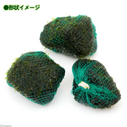 (水草)巻きたて ウォーターフェザー 溶岩石ボール(約5cm)(無農薬)(1個) 北海道航空便要保温 (水草)巻きたて ウォーターフェザー 溶岩石ボール(約5cm)(無農薬)(1個) 北海道航空便要保温