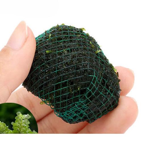 人気商品ランキング 水草 巻きたて ハネゴケsp カメルーン産 溶岩石ボール 無農薬 3個 水中葉 人気商品ランキング 水草 巻きたて ハネゴケsp カメルーン産 溶岩石ボール 無農薬 3個 水中葉