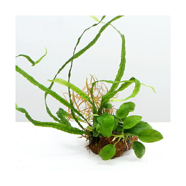 (水草)Plants Arrangement ザ ボンサイ Ver.1(1個) 北海道航空便要保温 (水草)Plants Arrangement ザ ボンサイ Ver.1(1個) 北海道航空便要保温