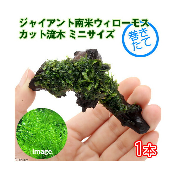 水草 セール特価 巻きたて ジャイアント南米ウィローモス カット流木 【54%OFF!】 ミニサイズ １本 無農薬 水中葉 ８ｃｍ以下
