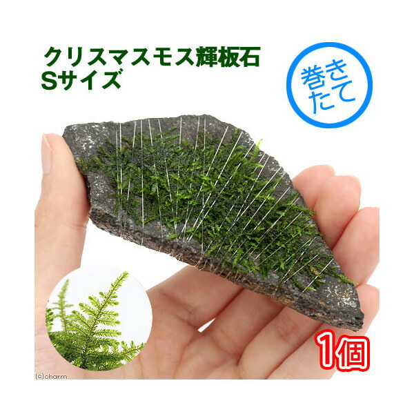楽天市場 水草 巻きたて クリスマスモス 輝板石 ｓサイズ 約１０ｃｍ 無農薬 １個 Charm 楽天市場店