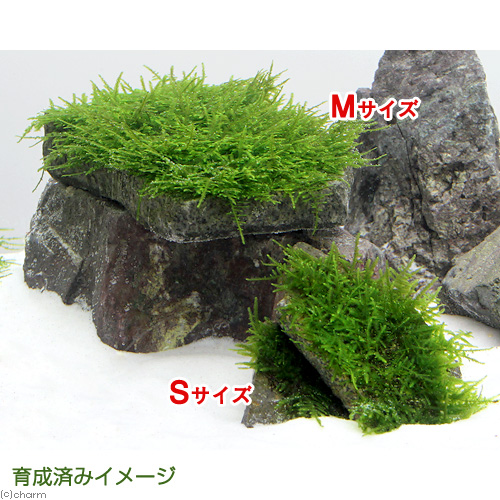 楽天市場 水草 巻きたて クリスマスモス 輝板石 ｓサイズ 約１０ｃｍ 無農薬 １個 Charm 楽天市場店