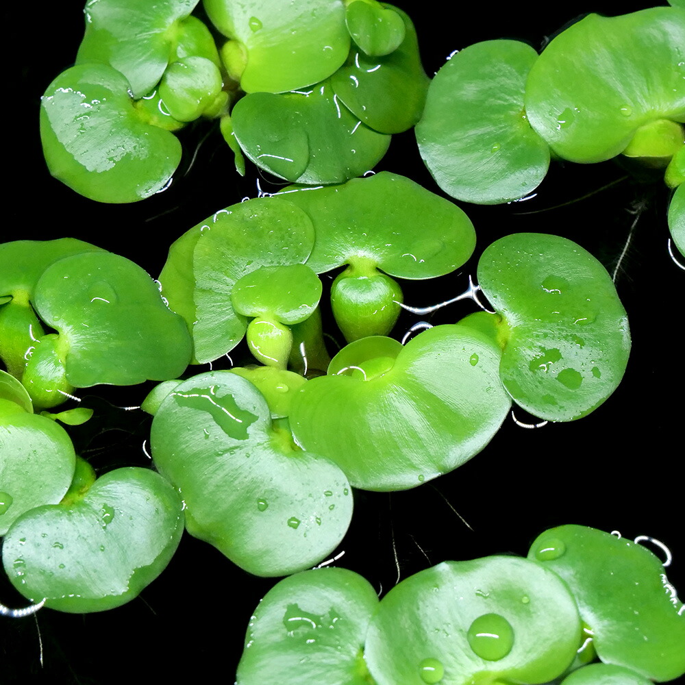 楽天市場】（ビオトープ）水辺植物 ホテイ草（ホテイアオイ）（１０株）金魚 メダカ : charm 楽天市場店