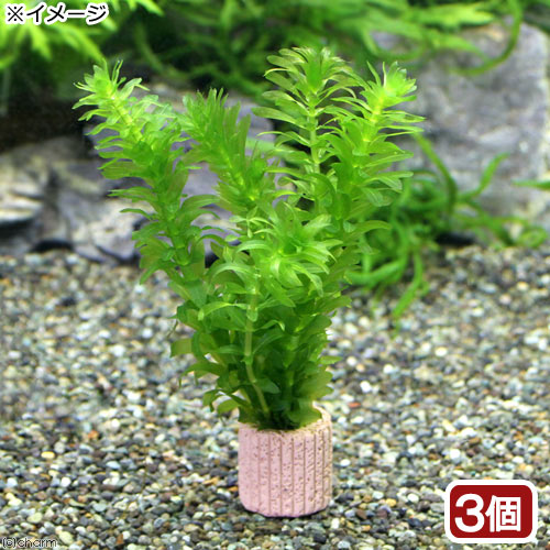 楽天市場 水草 メダカ 金魚藻 国産 ライフマルチ 茶 無農薬アナカリス ３個 Charm 楽天市場店