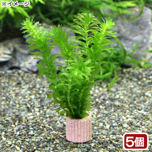 楽天市場】（水草）メダカ・金魚藻 国産 無農薬アナカリス 鉛