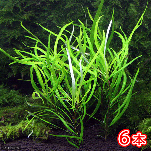 楽天市場】（水草）☆育成済☆ ハイグロフィラ ピンナティフィダ