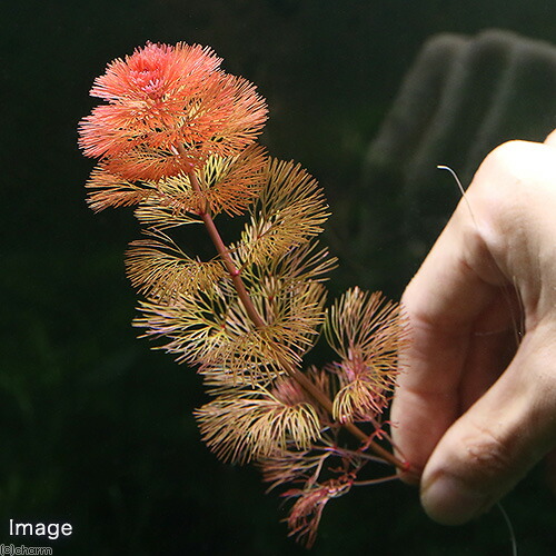 水草 メダカ 金魚藻 レッドカボンバ