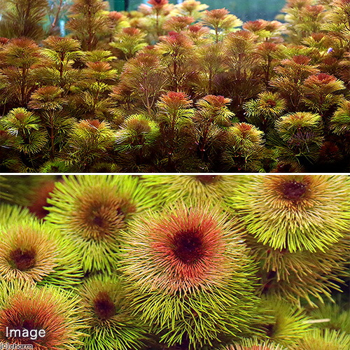 水草 メダカ 金魚藻 レッドカボンバ