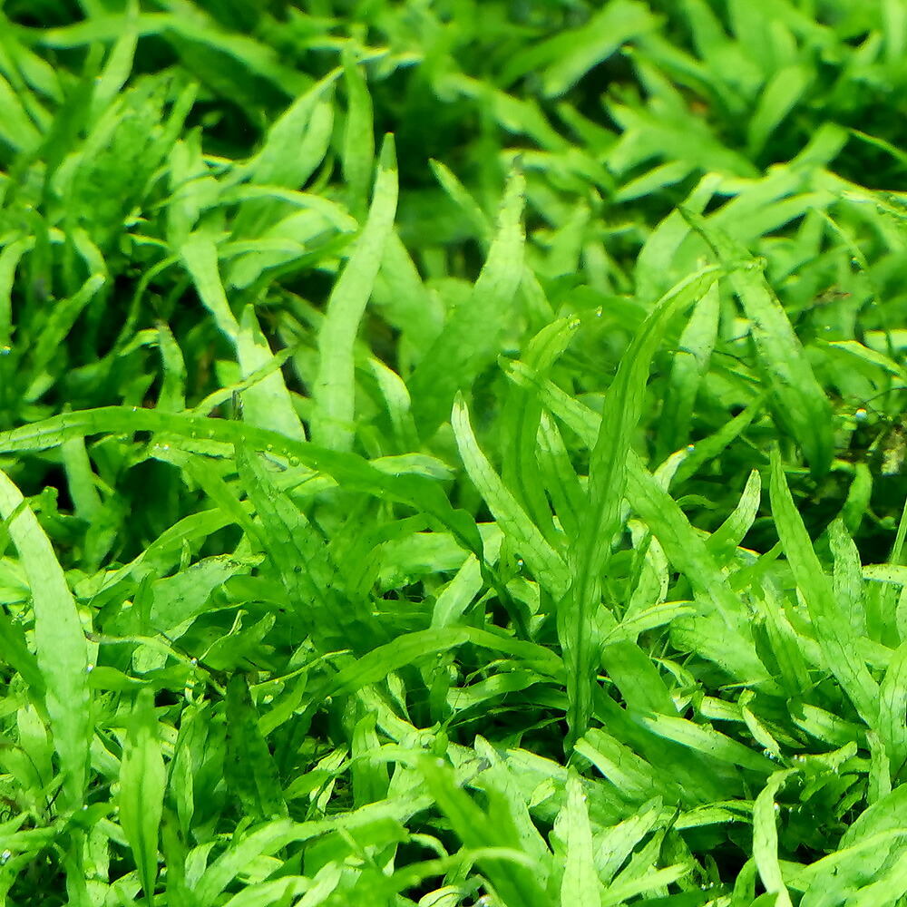 【希少】ミクロソリウム バリスモール十字 特大マザー株です。 希少】ミクロソリウム バリスモール十字 特大マザー株です。