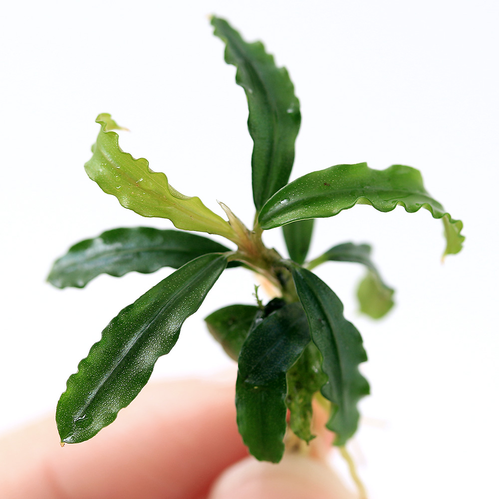 売切り特価 bucephalandra motleyana ミリ産ブセファランドラ