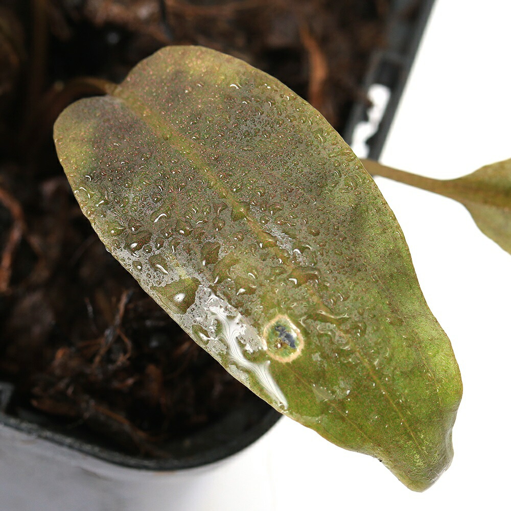 楽天市場】（水草）クリプトコリネ ヌーリー ルミナリエグリーン