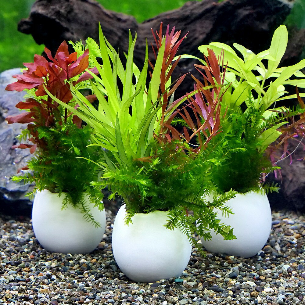 楽天市場】（水草）ミクロソリウム プテロプス付 穴あき溶岩石（1個