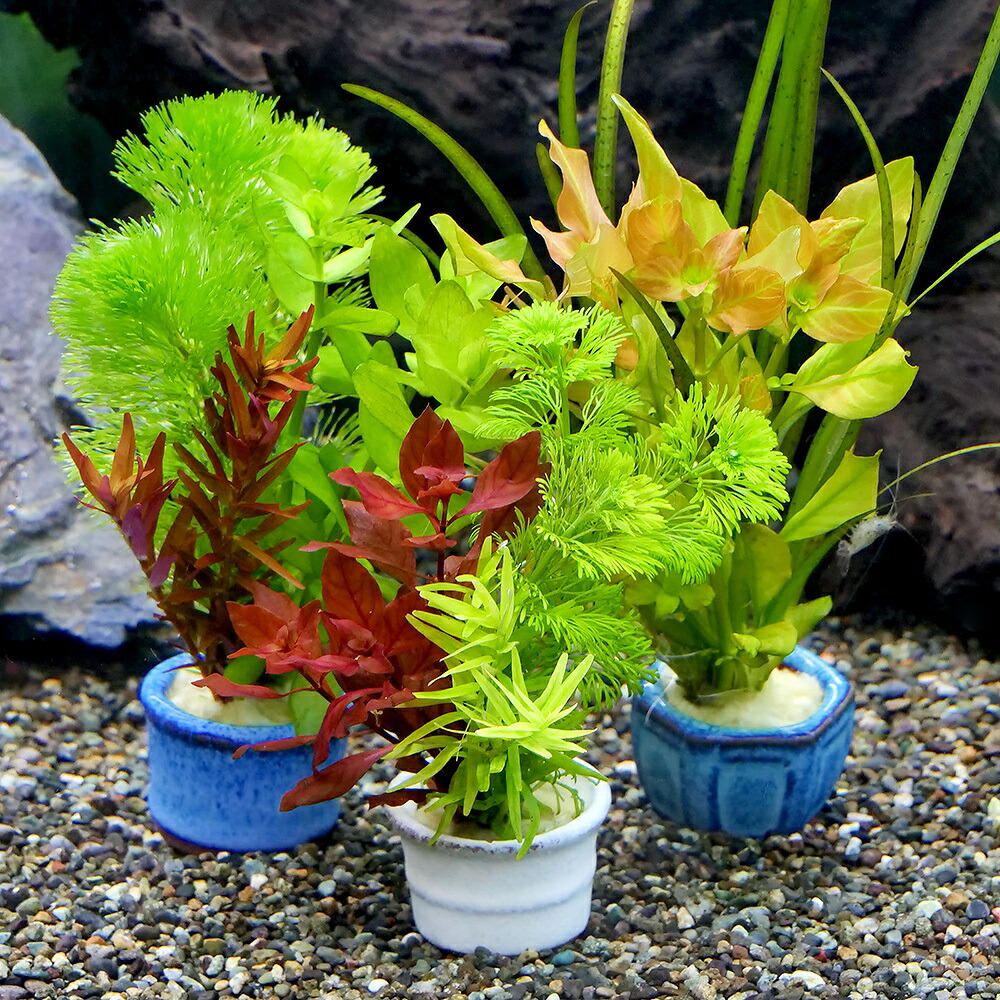 受注生産品 水草 ライフマルチ 茶 おまかせ水草１種 半水中葉 無農薬 １個