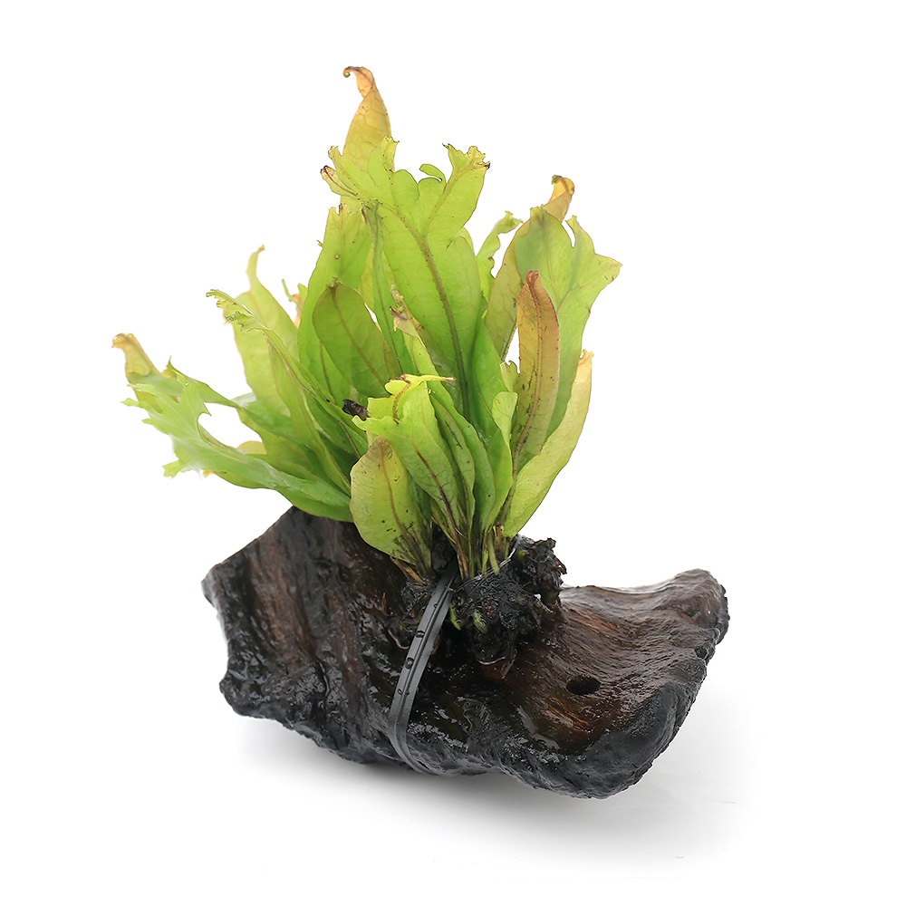 楽天市場】（水草）エッグプランター 枝流木 ミクロソリウム