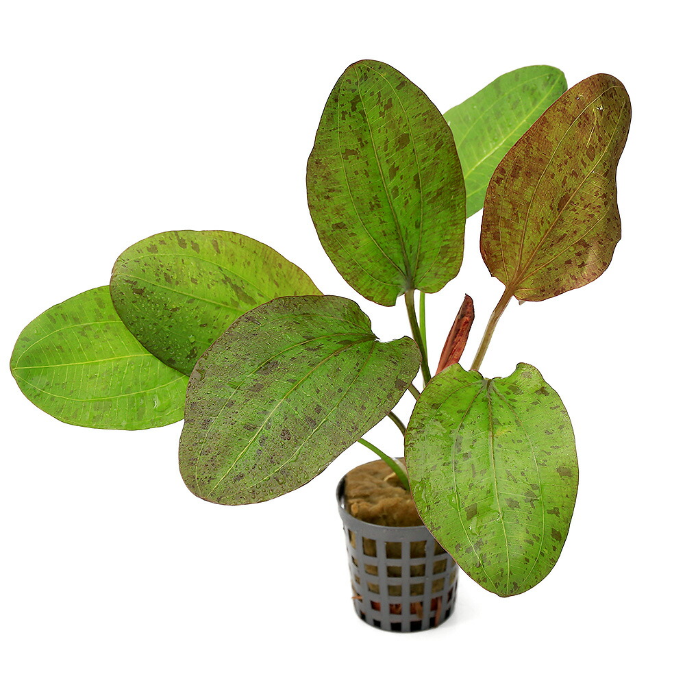 楽天市場】（水草）エキノドルス ホレマニーレッド（水上葉）（アクア