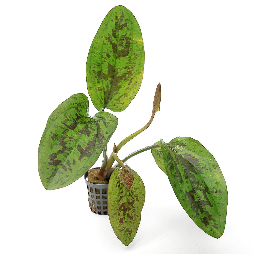 エキノドルス　ビッグベアー　特大株 エキノドルス 'ビッグベアー' | Ordinary-Aquarium