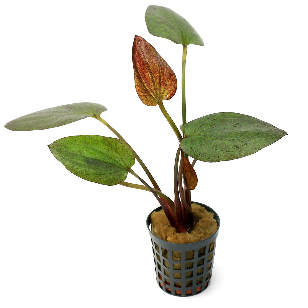 楽天市場】（水草）エキノドルス ビッグベアー 東南便（水上葉）（1