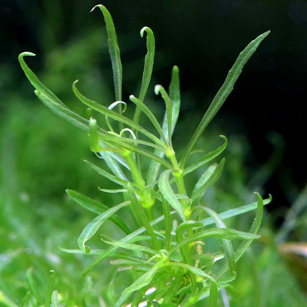 楽天市場】（水草）ポタモゲトン ガイー（水中葉）（無農薬）（５本