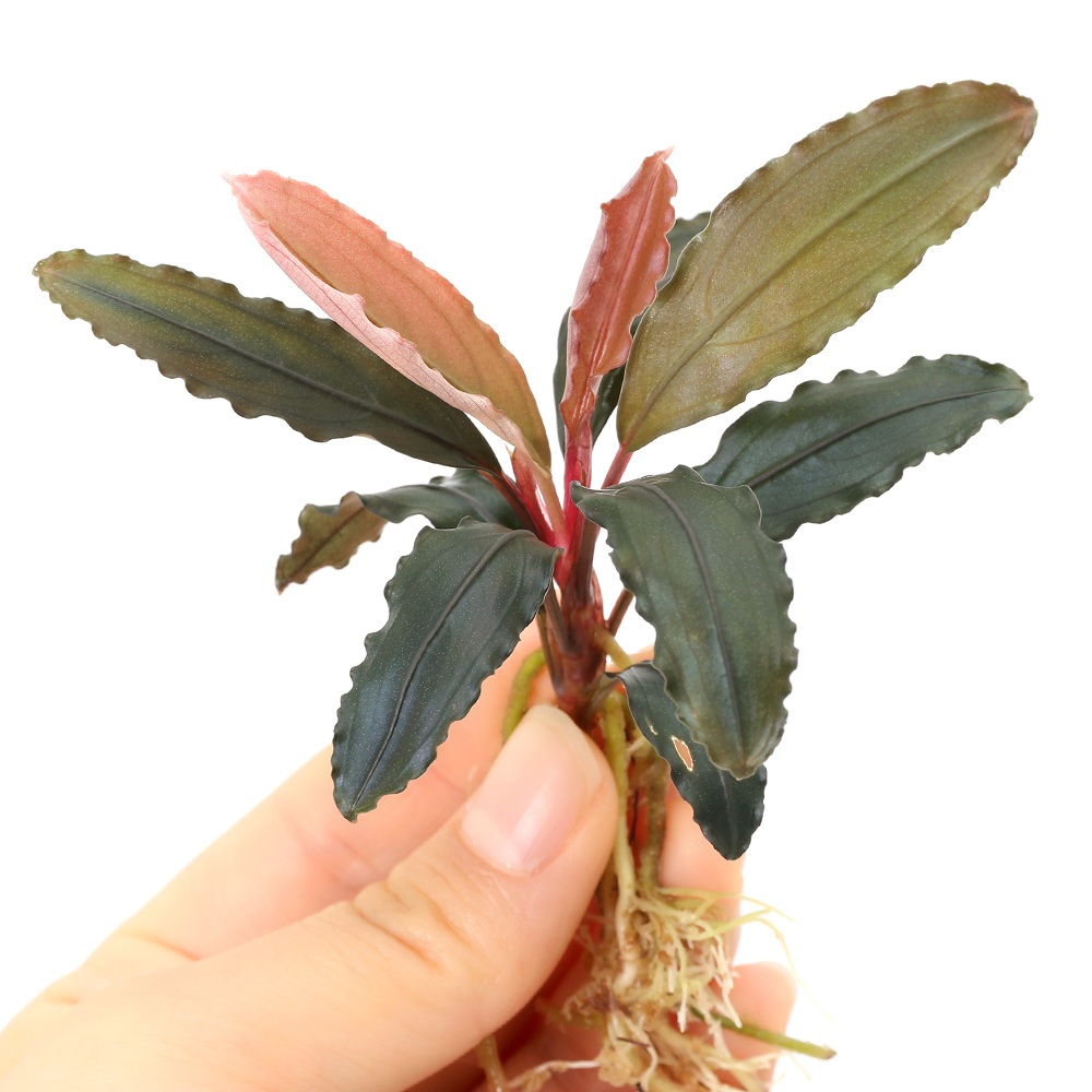 （水草）ブセファランドラｓｐ．サンガウヴェッルート　Ｃタイプ（水上葉）（１株）｜charm 店