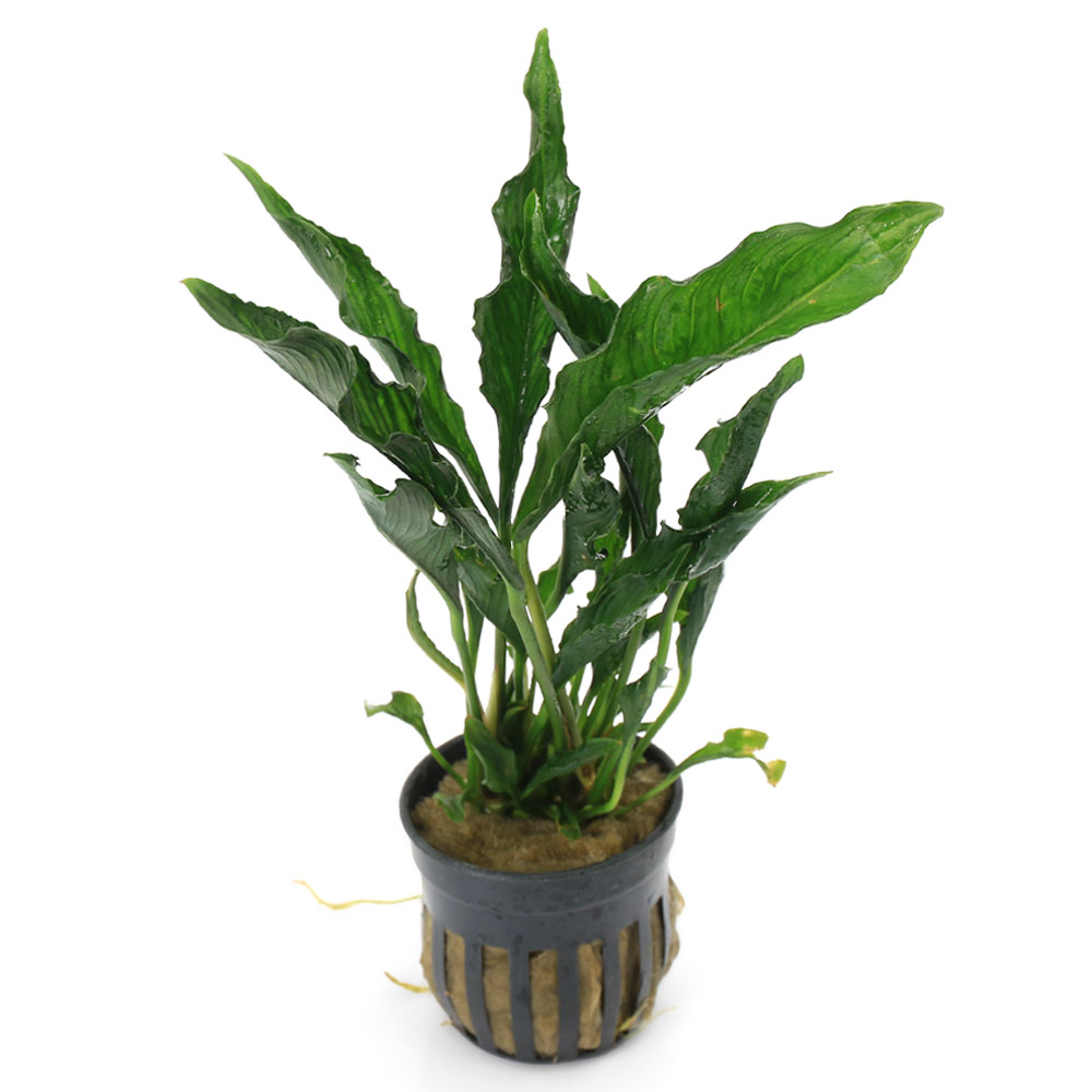 楽天市場】（水草）アヌビアス バルテリー ブロードホワイト（水上葉