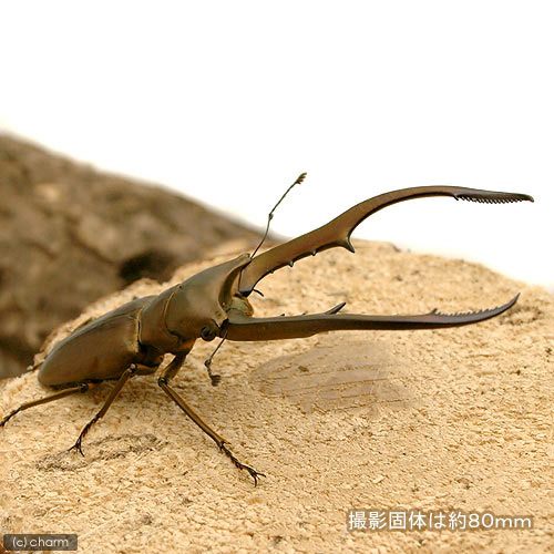 昆虫 メタリフェルホソアカクワガタ スラウェシ産 初 ２令 幼虫 １匹 期間限定今なら送料無料 スラウェシ産