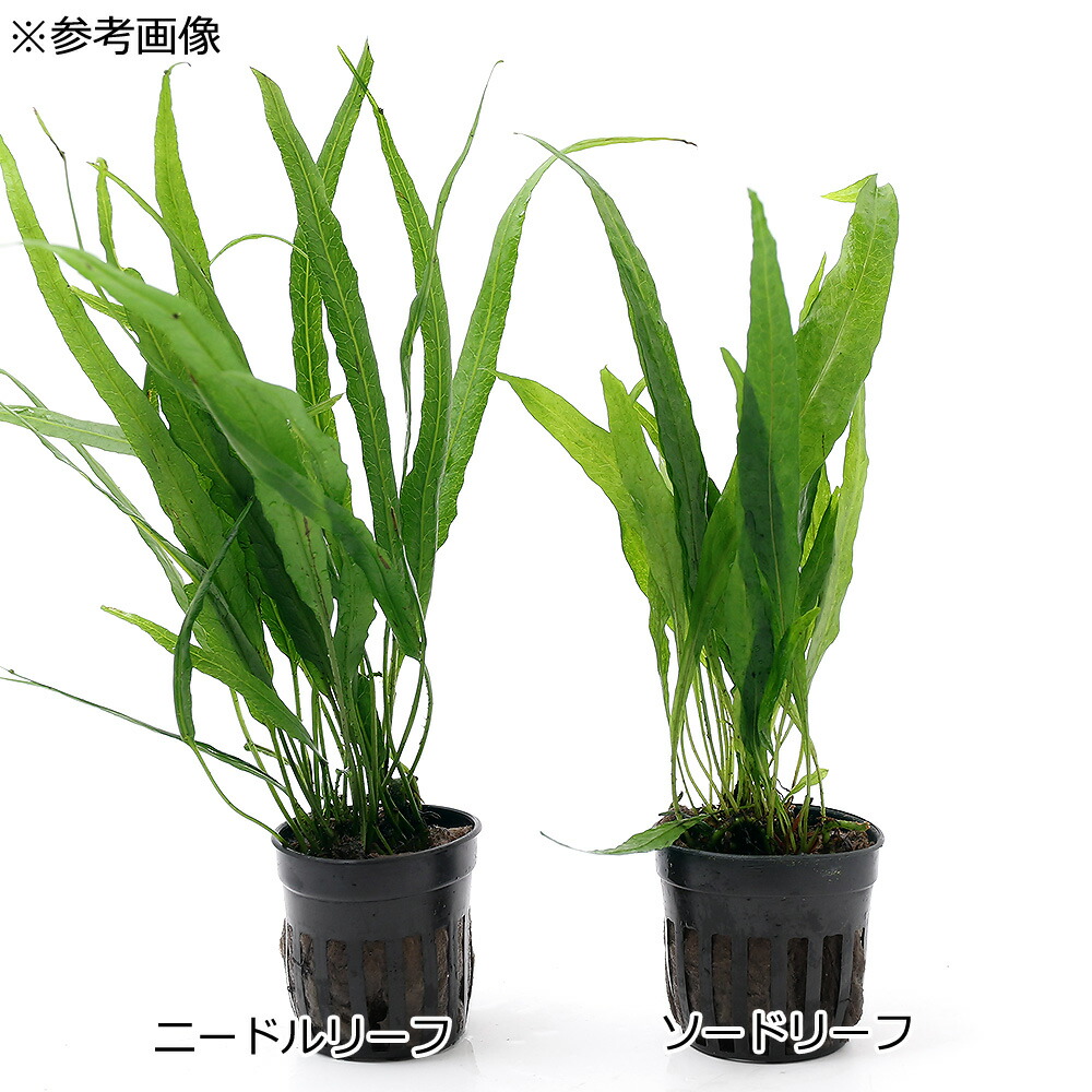 楽天市場 水草 ミクロソリウムｓｐ ニードルリーフ １ポット分 Charm 楽天市場店