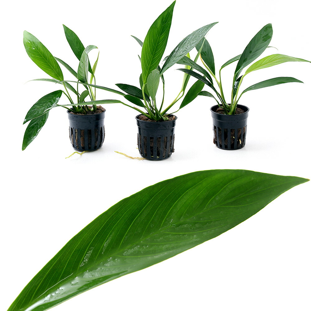 楽天市場 水草 アヌビアス バルテリー ｖａｒ グラブラ １ポット分 Charm 楽天市場店