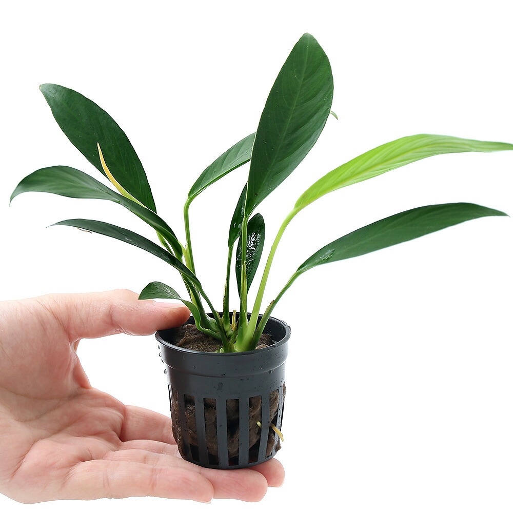 楽天市場 水草 アヌビアス バルテリー ｖａｒ グラブラ １ポット分 Charm 楽天市場店