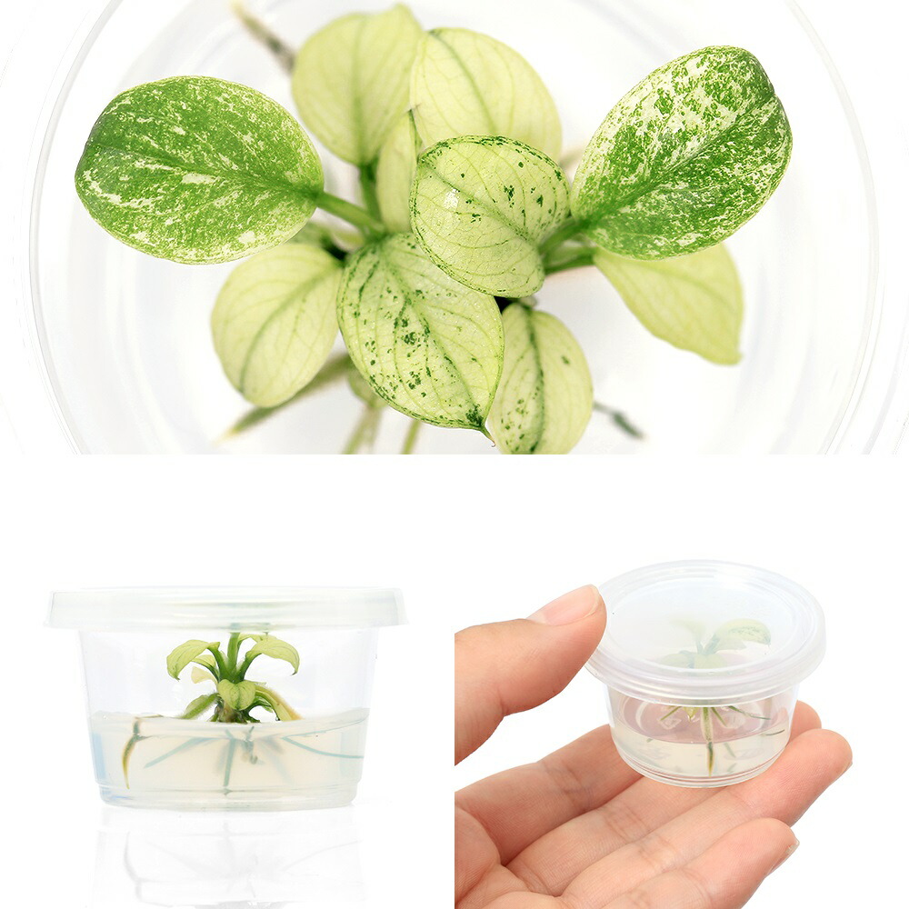 水草 組織培養 ナナ アヌビアス