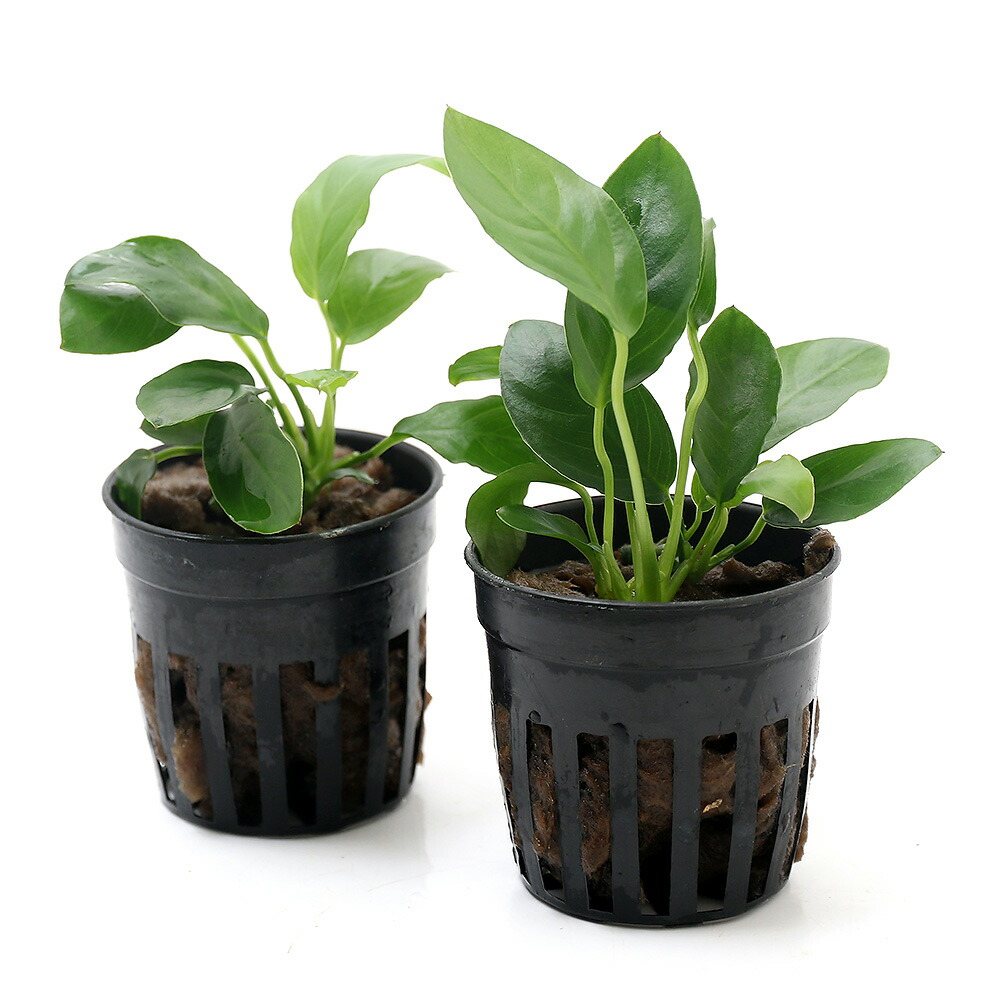 楽天市場 水草 アヌビアス パクシン インボイス １ポット分 Charm 楽天市場店