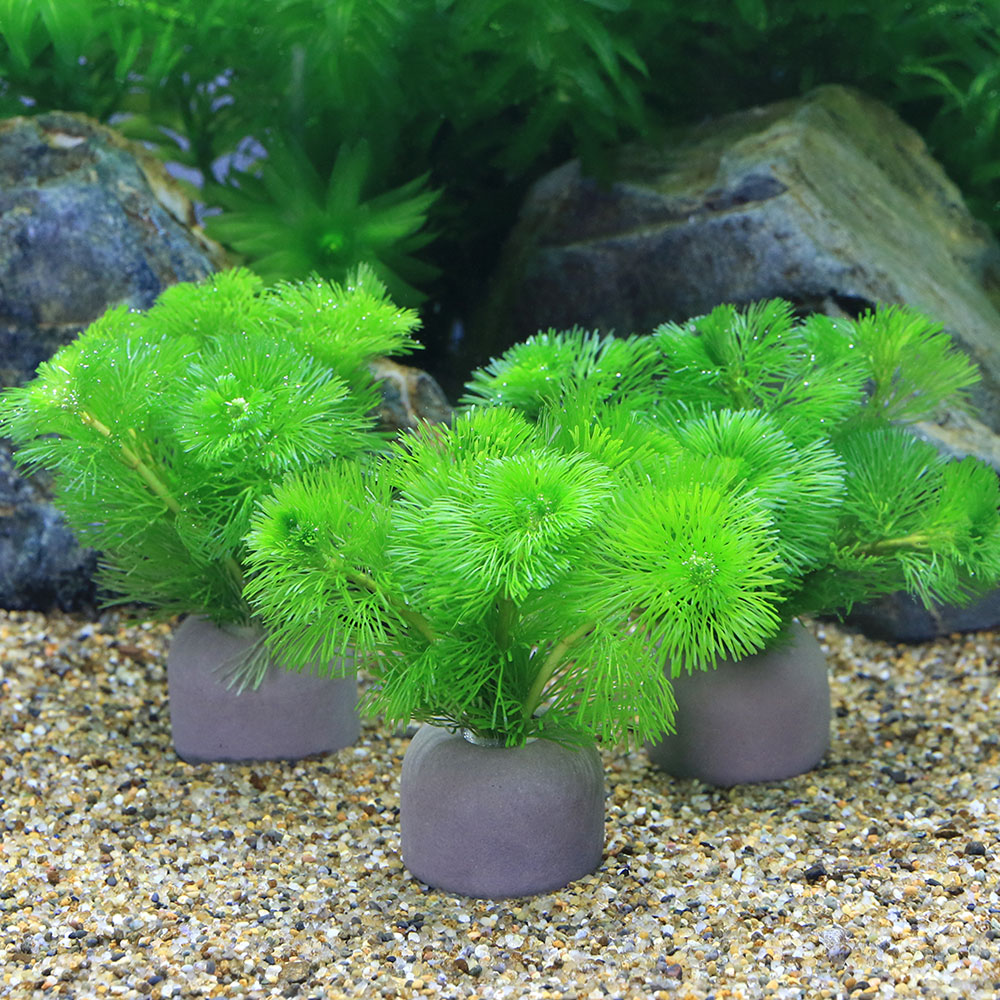 楽天市場】（水草）メダカ・金魚藻 ゼオライトリング（グレー