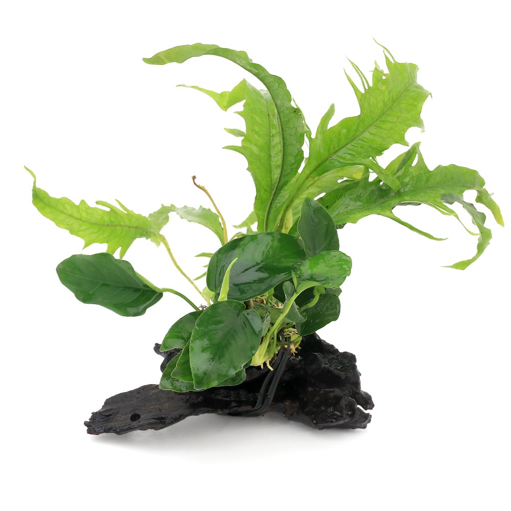 ミクロソリウム、アヌビアアスナナ ミクロソリウム、アヌビアアスナナ 楽天市場】（水草