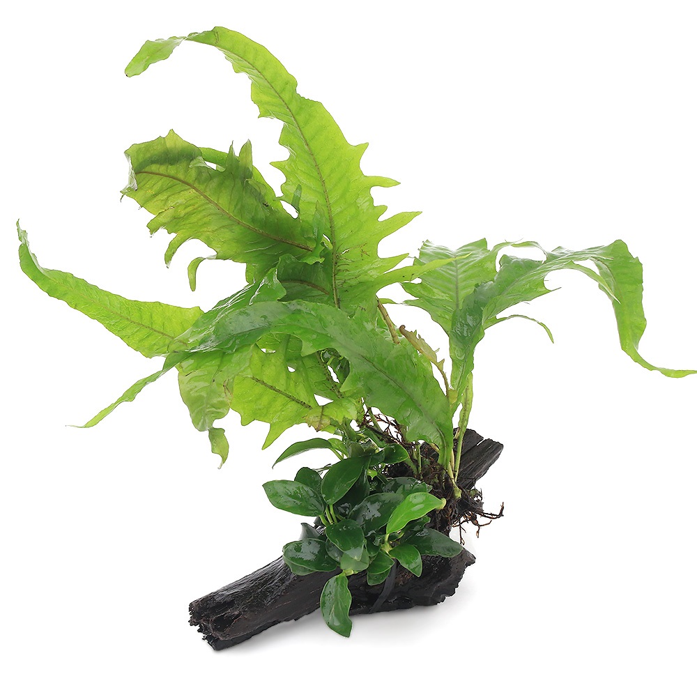 楽天市場】（水草）アヌビアスナナ＆ミクロソリウム プテロプス付 流木