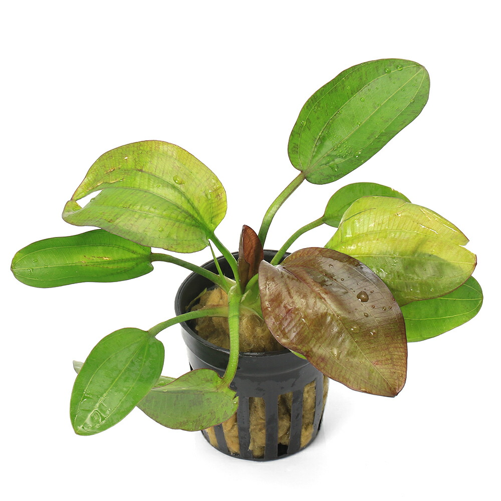 エキノドルス ホレマニー レッド② エキノドルス ホレマニーレッド(インボイス)東南便(水中葉)(無